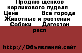 Продаю щенков карликового пуделя › Цена ­ 2 000 - Все города Животные и растения » Собаки   . Дагестан респ.
